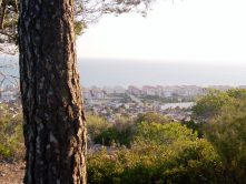 Arbres del Comú