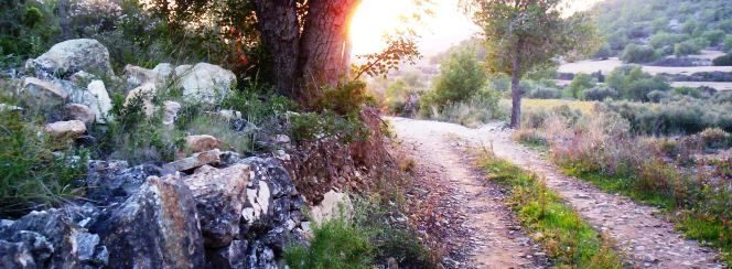 Camí de la barraca del Mas d'en Vives