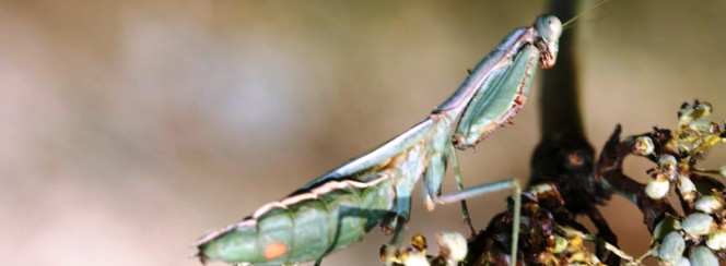 Mantis