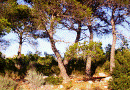Clar amb pins