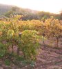 vinya d'en vives