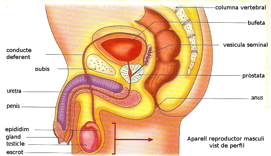 Resultat d'imatges de aparell reproductor masculí