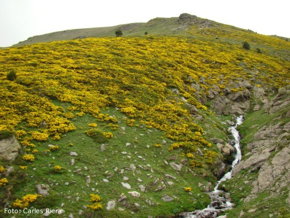 Torret de Les Clotxes del Puigmal