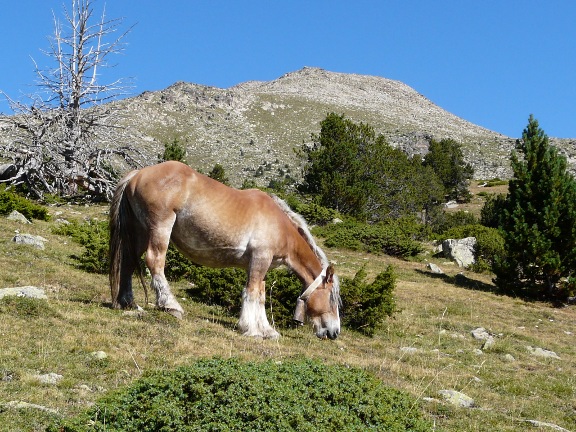 Tossal Bovinar