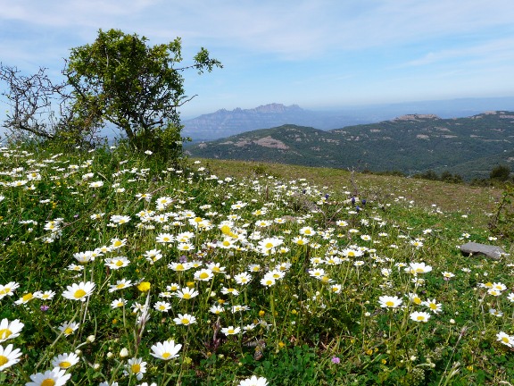 Montserrat al fons